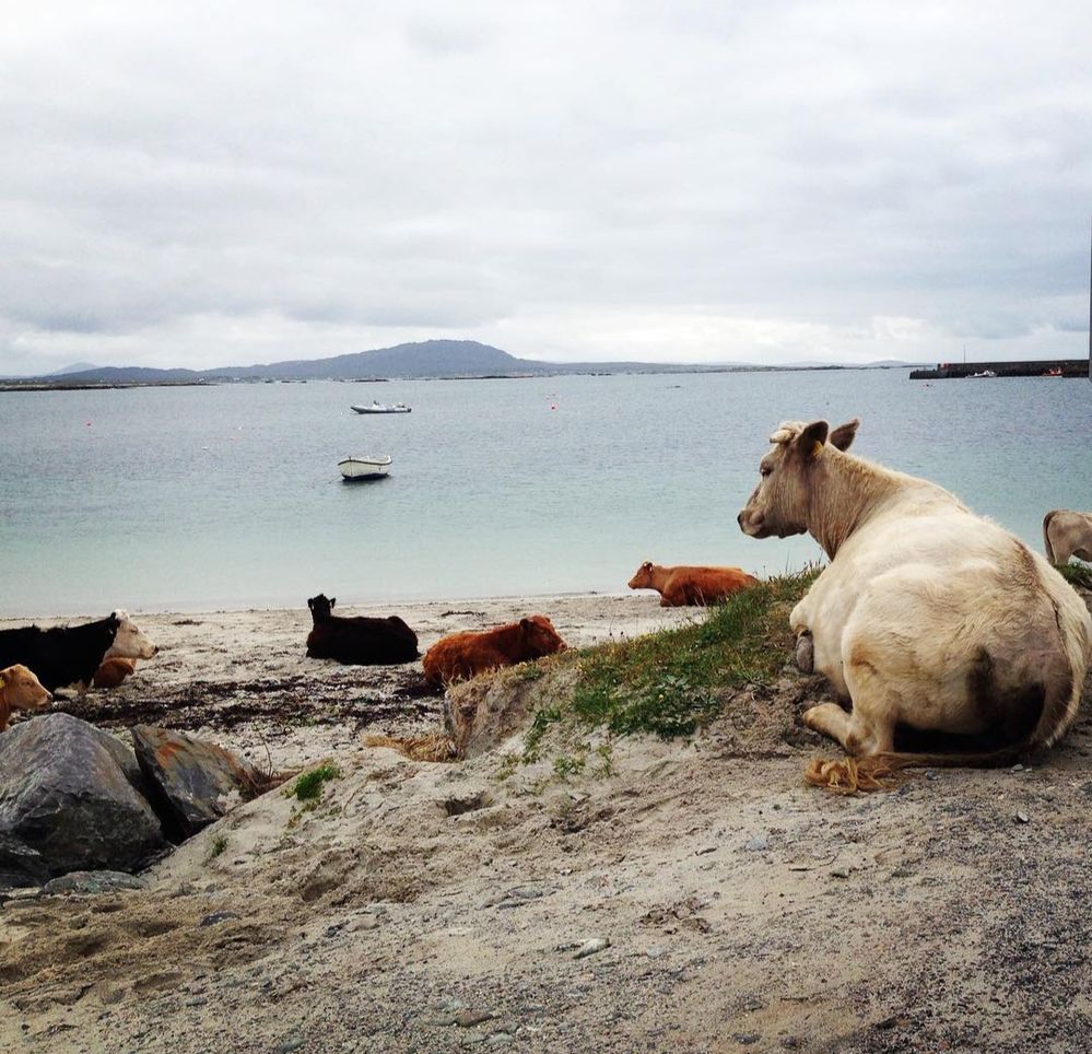 Cows on the beach Connemara.jpg