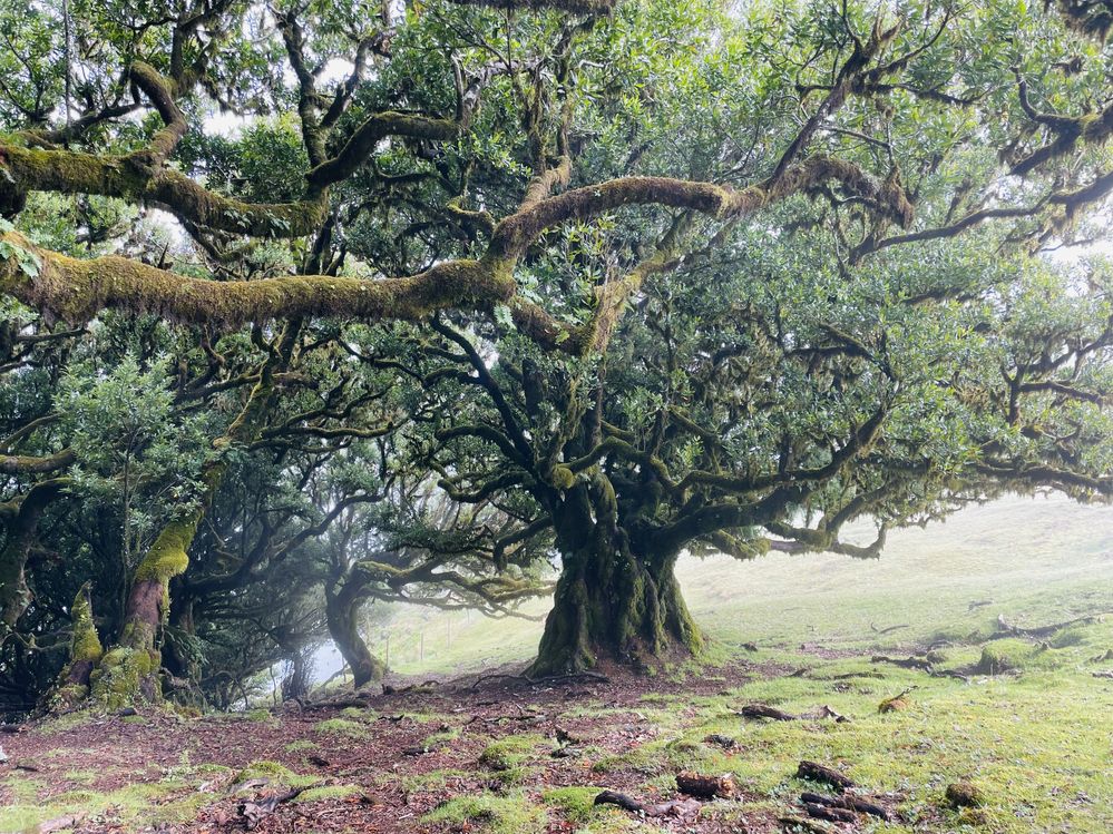 Tree_Madeira.jpg